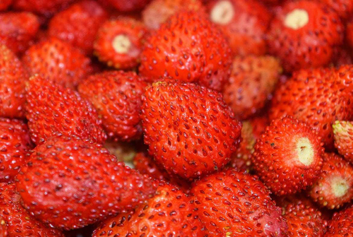 Buy Strawberry Plants Online Strawberry Plants for Sale — Raintree