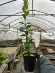 Lemon Guava - Raintree Nursery