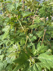 Sweet Lace Grape - Raintree Nursery