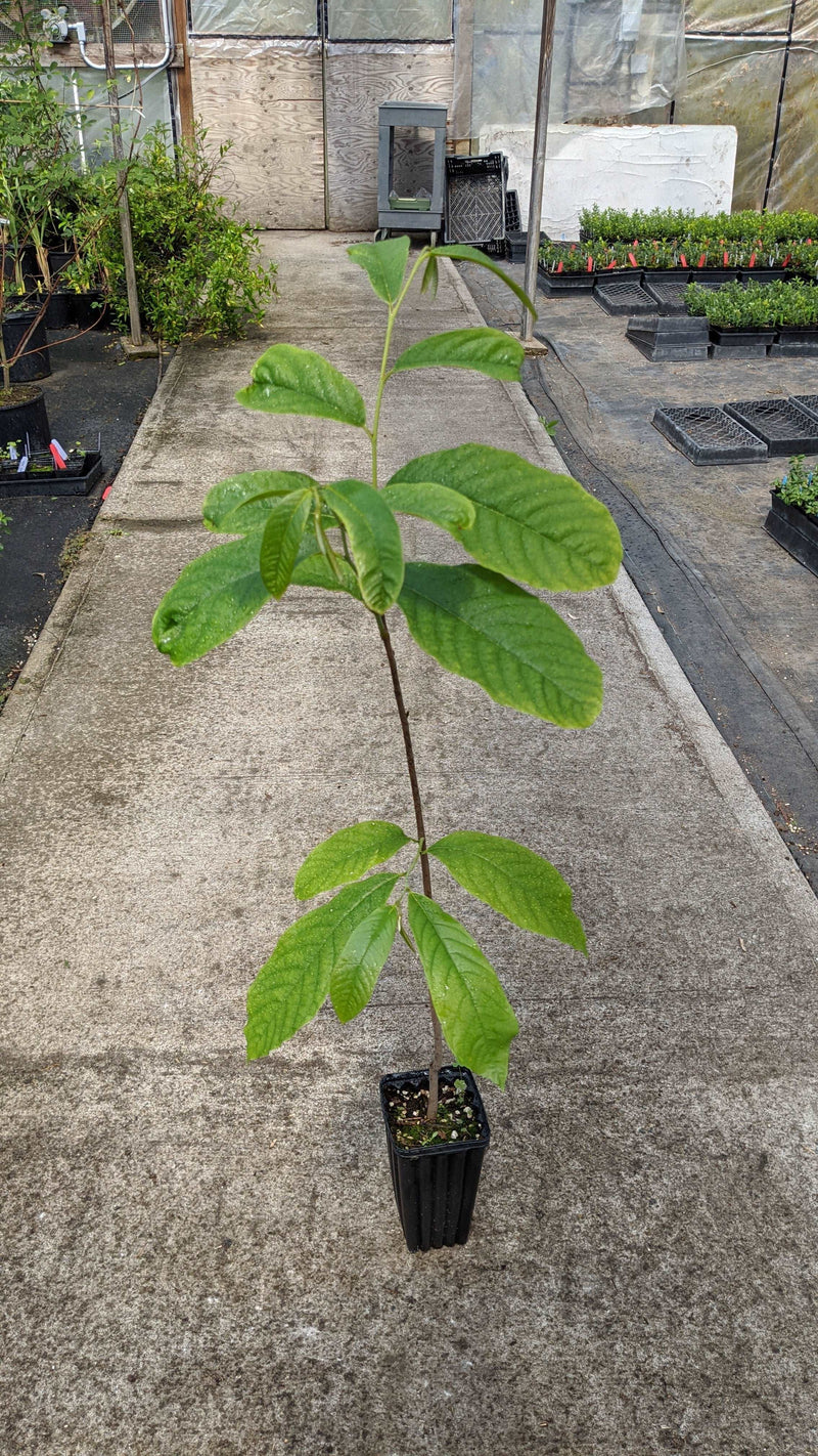 Paw Paw Seedling - Raintree Nursery