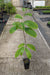 Paw Paw Seedling - Raintree Nursery