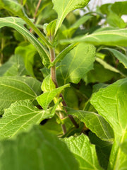 Purple Yacon - Raintree Nursery