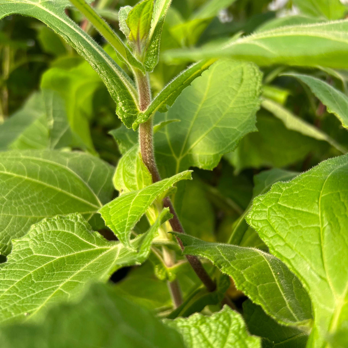 yacon plant Purple Yacon