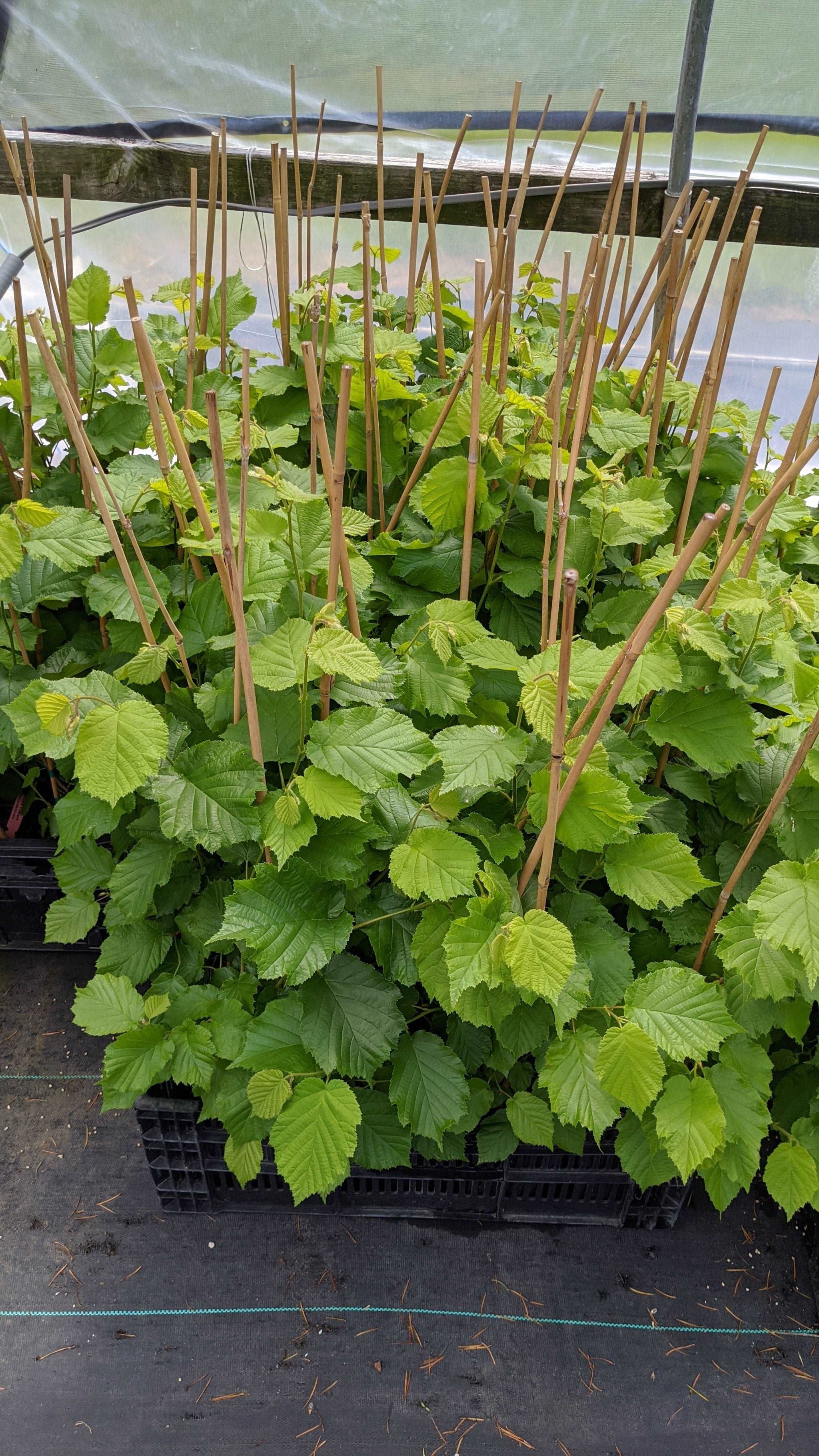 Nut Trees for Sale Buy Nut Trees — Raintree Nursery