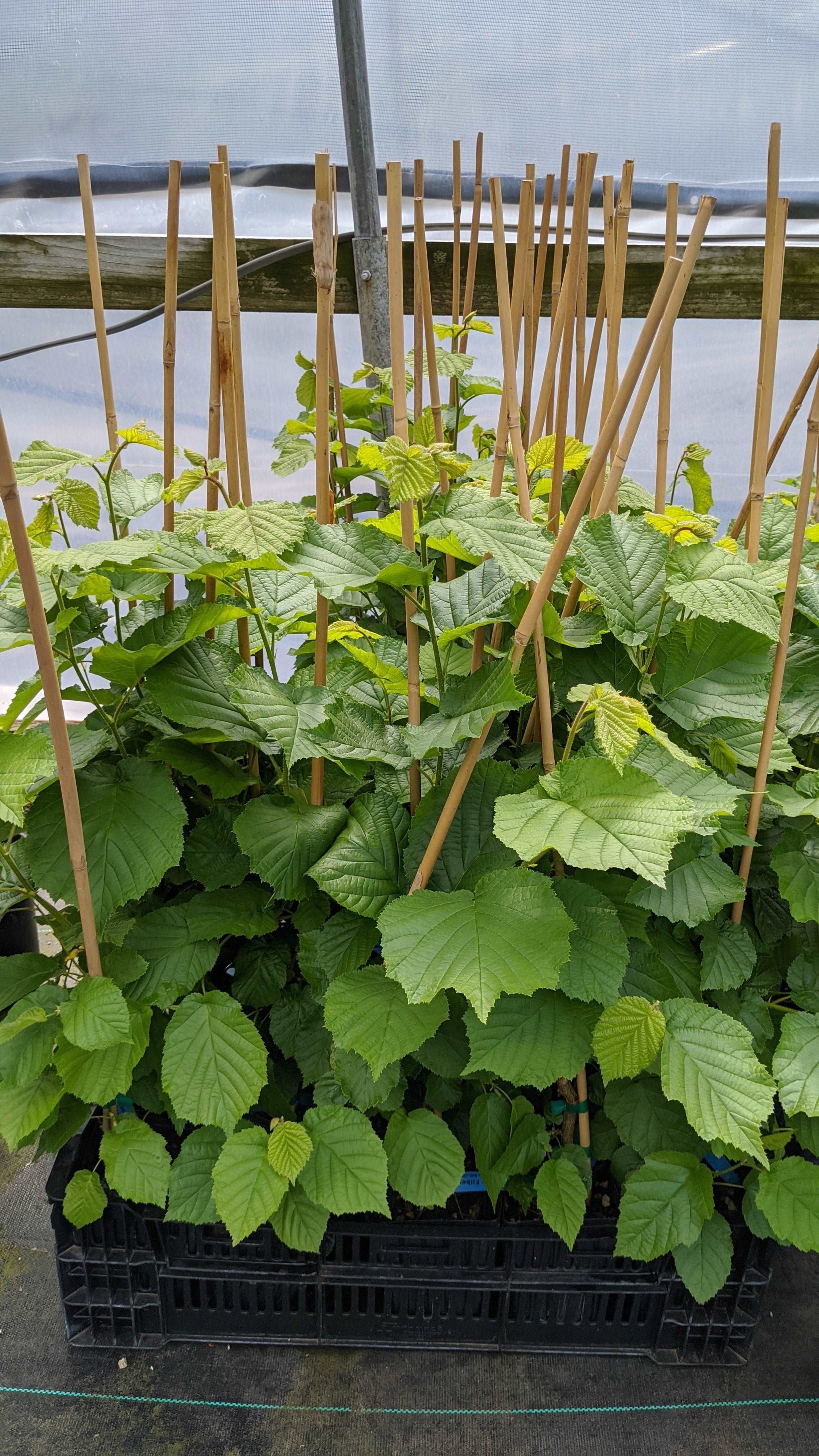 Nut Trees for Sale Buy Nut Trees — Raintree Nursery