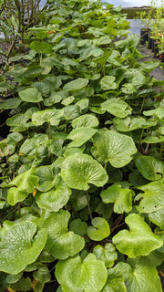 Mazuma Wasabi - Raintree Nursery