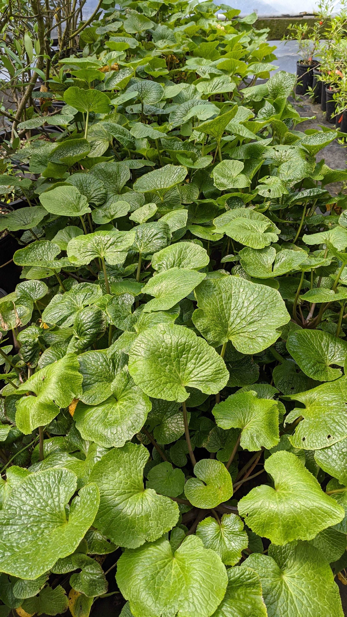 where to buy wasabi plants or seeds Mazuma Wasabi