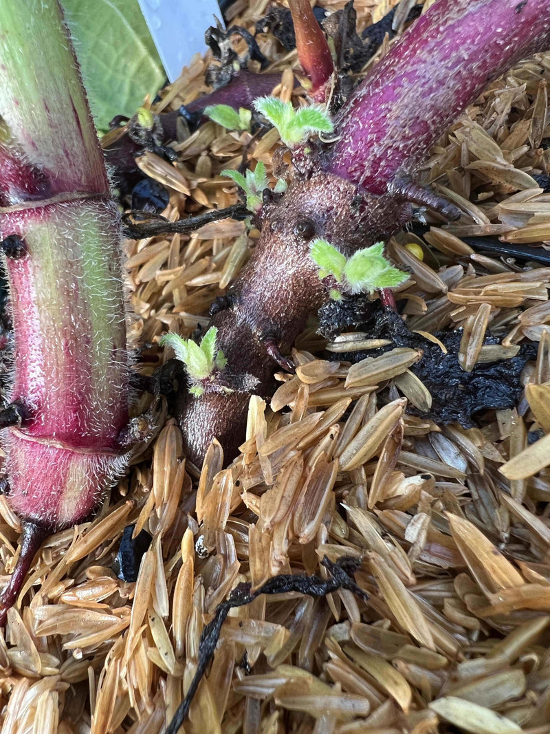 Purple Yacon - Raintree Nursery