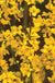 Gold Tide™ Forsythia - Raintree Nursery