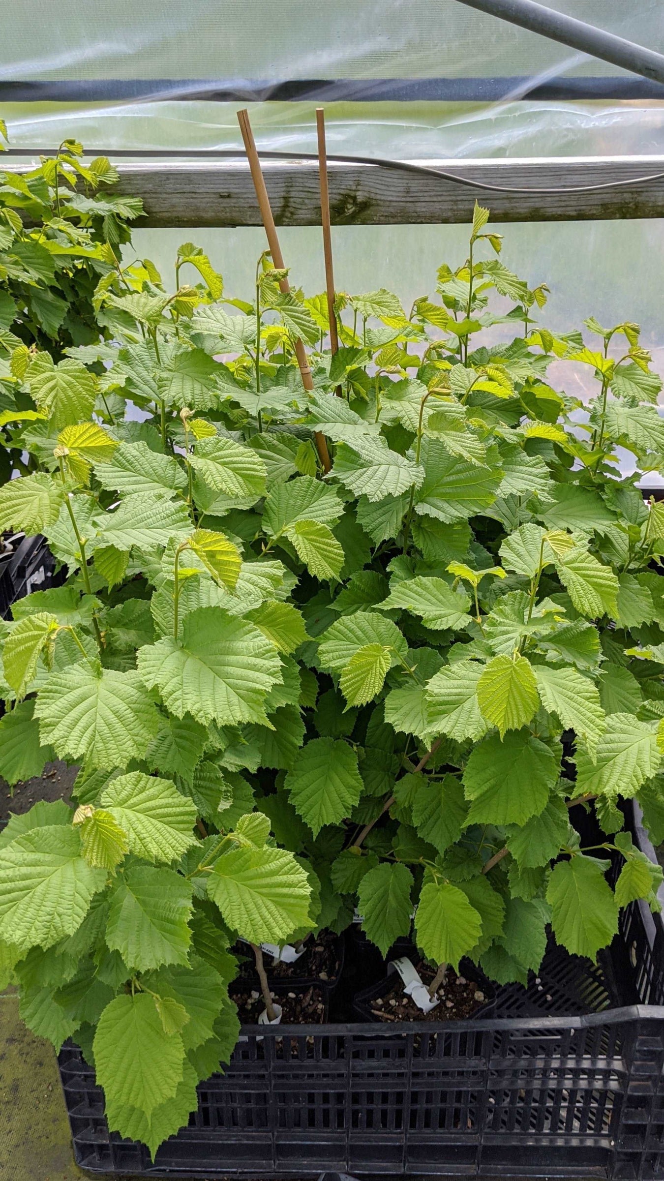 Potted Nuts