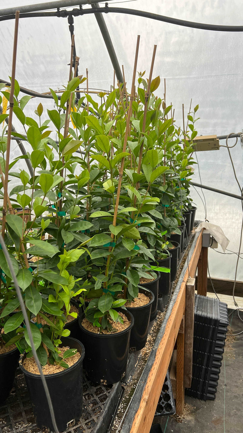 guava in pot plant Lemon Guava