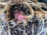 Purple Yacon - Raintree Nursery