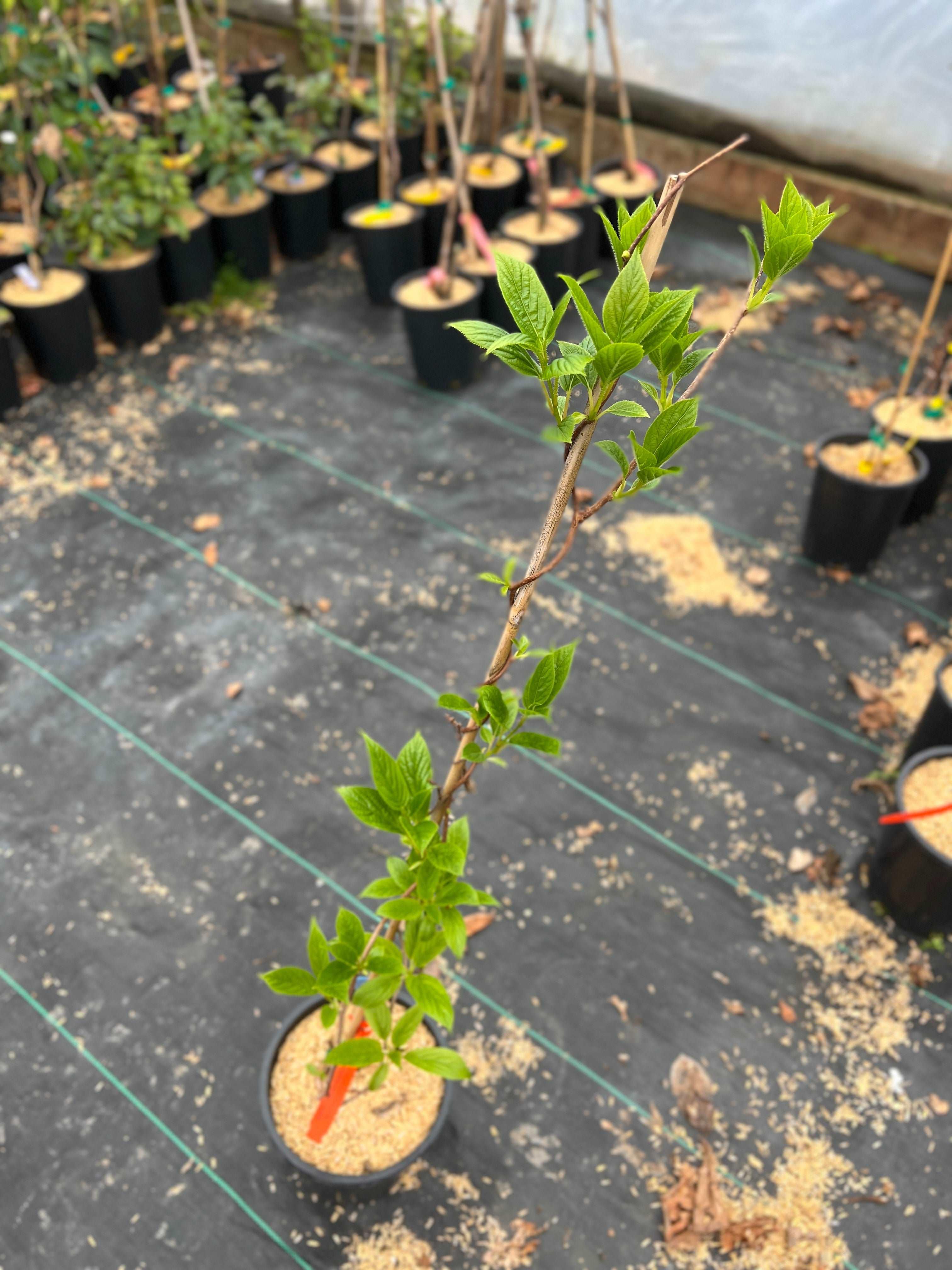 Jumbo Hardy Kiwi — Raintree Nursery