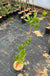 Jumbo Hardy Kiwi - Raintree Nursery