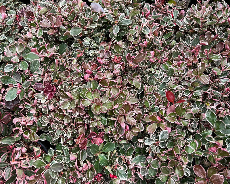 Winter Splash™ Wintergreen - Raintree Nursery