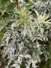 Pulverulenta Elderberry - Raintree Nursery