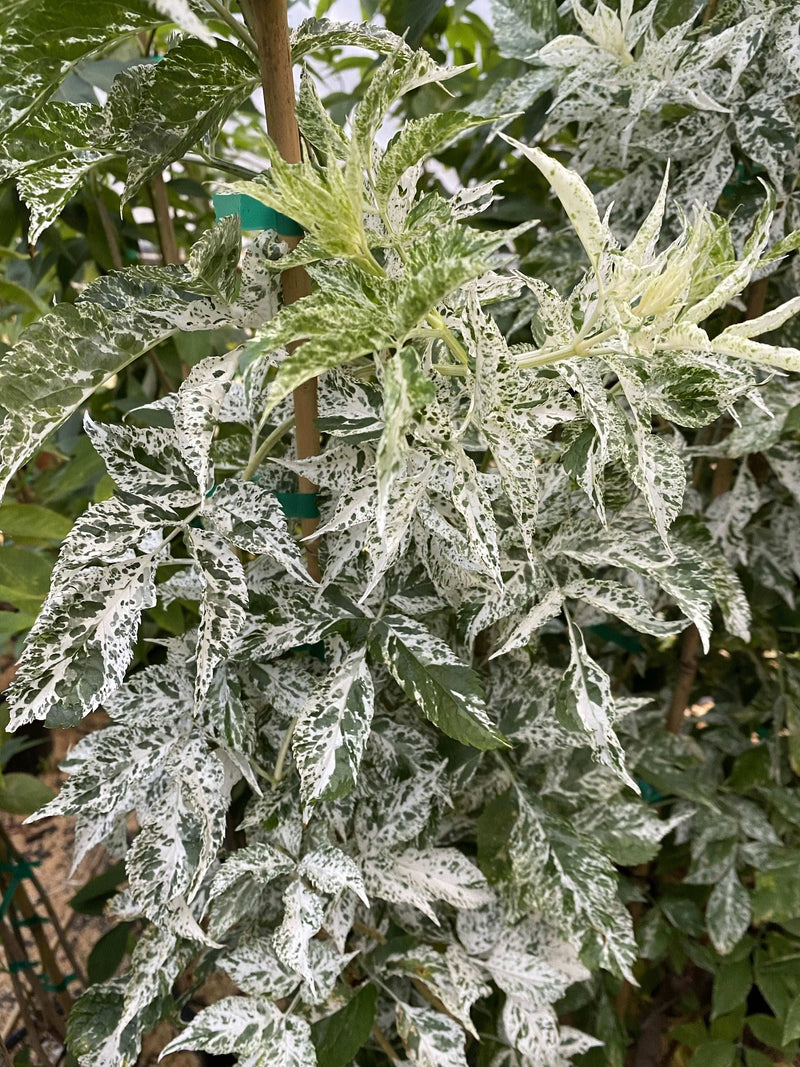 Pulverulenta Elderberry - Raintree Nursery