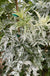 Pulverulenta Elderberry - Raintree Nursery
