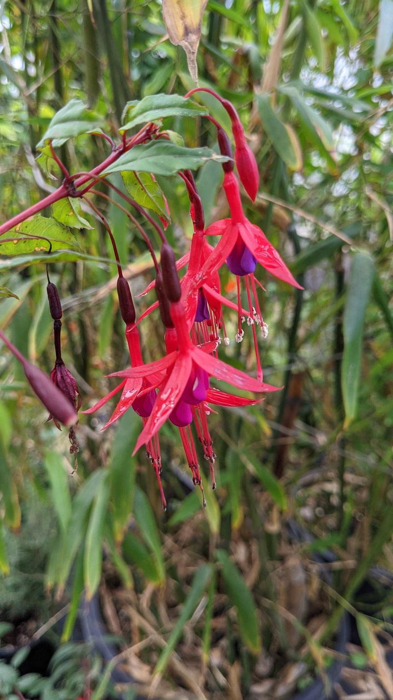 Chilean Fuchsia - Raintree Nursery