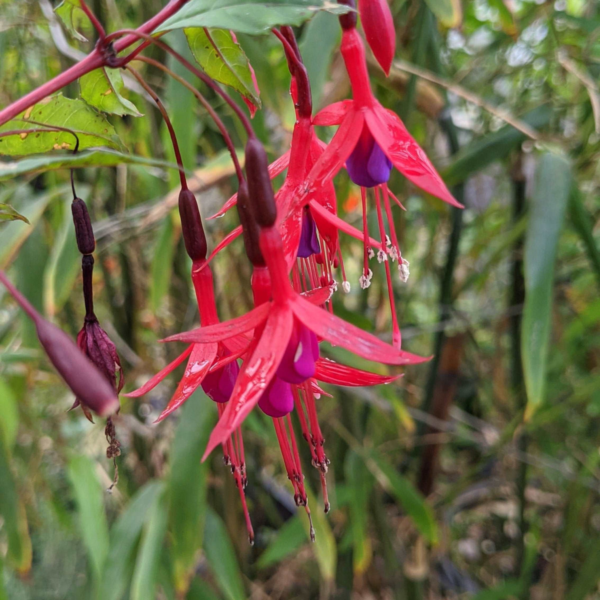 Chilean Fuchsia — Raintree Nursery