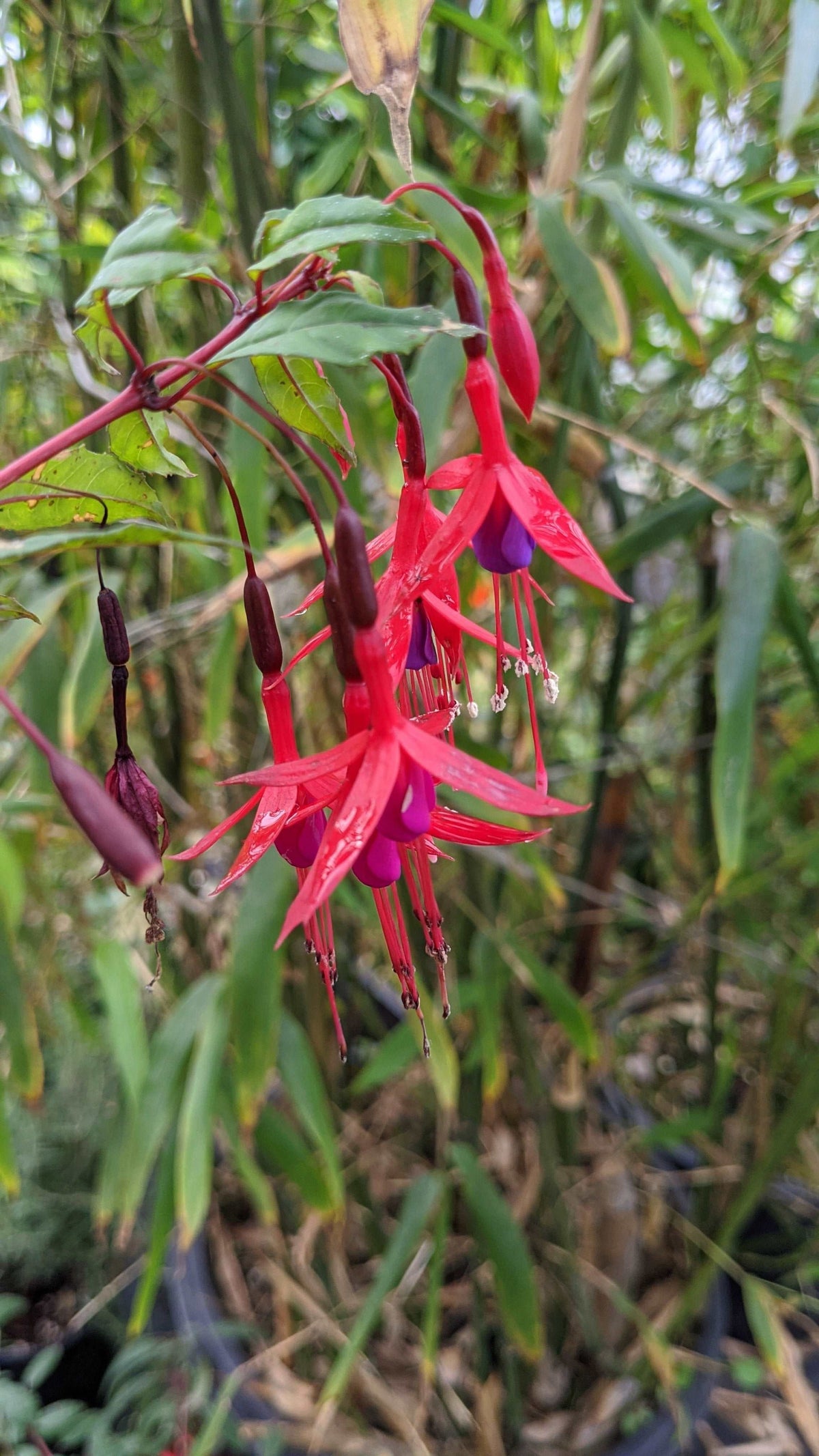 Chilean Fuchsia