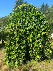 Weeping Mulberry-Fruit Trees-Whitman-