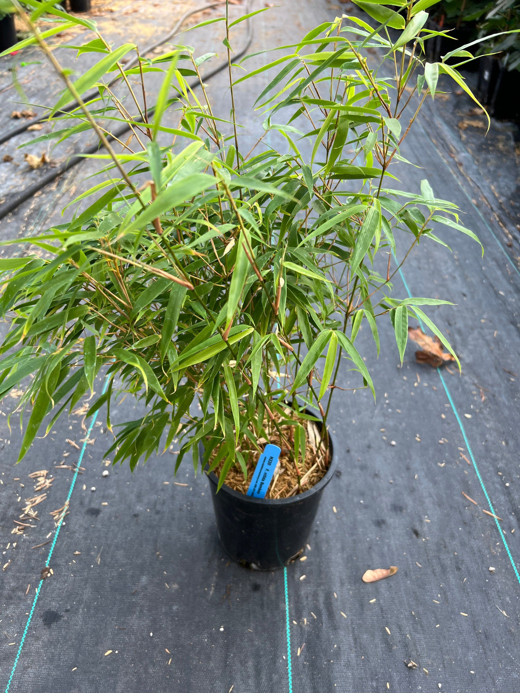 Bamboo — Raintree Nursery