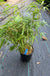 Fargesia nitida Bamboo-Ornamentals-Raintree Prop-1 Gallon Pot-