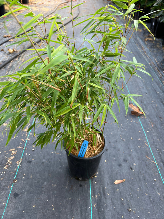 Fargesia nitida Bamboo-Ornamentals-Raintree Prop-1 Gallon Pot-