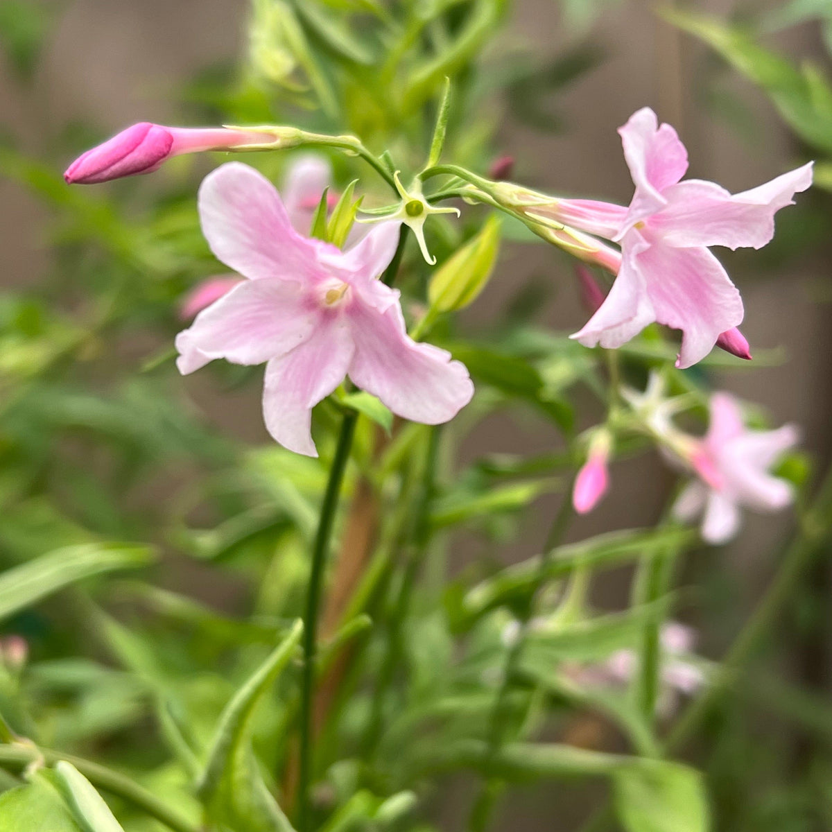 Pink Jasmine — Raintree Nursery