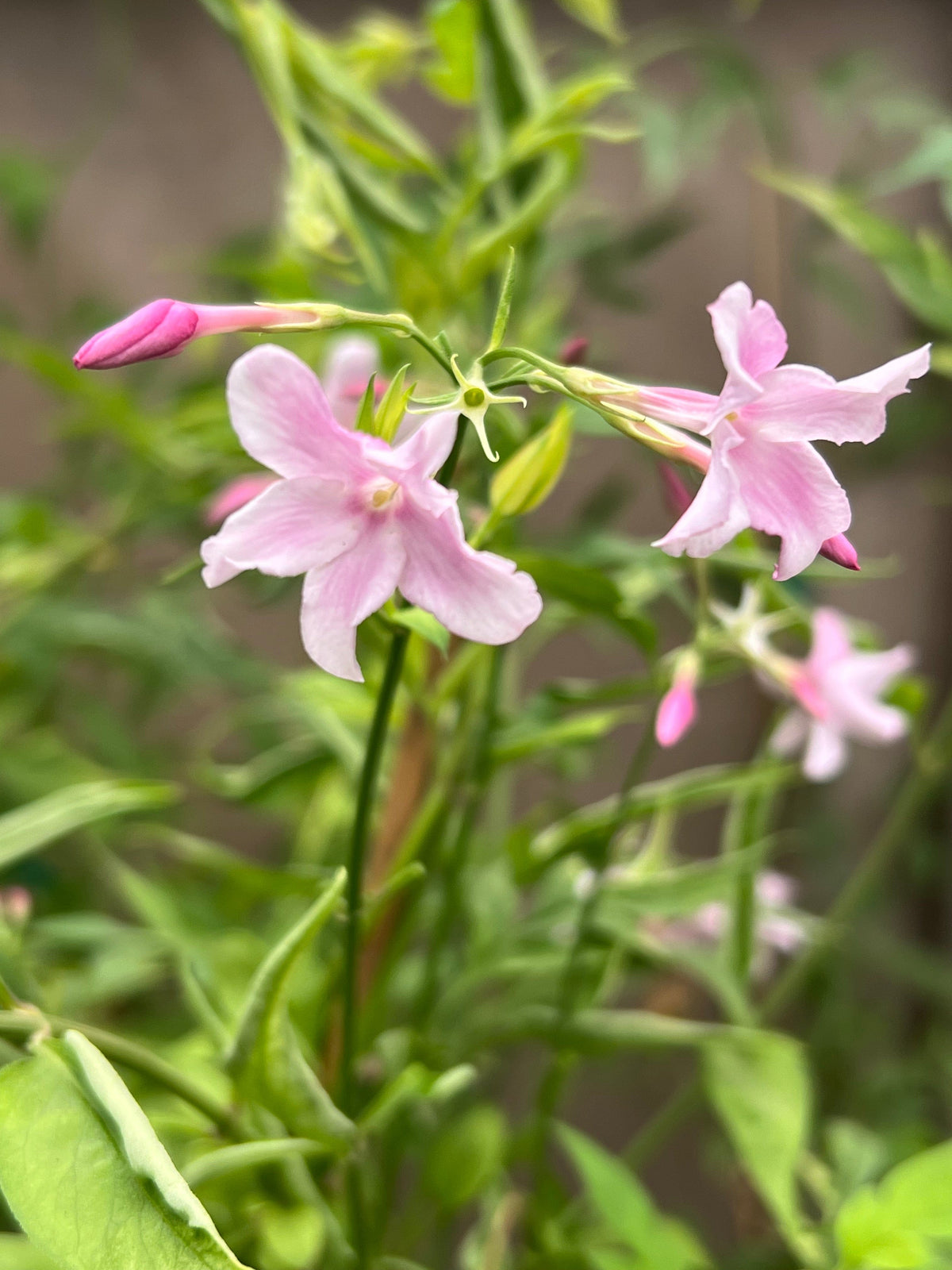 pink jasmine house plant Pink Jasmine