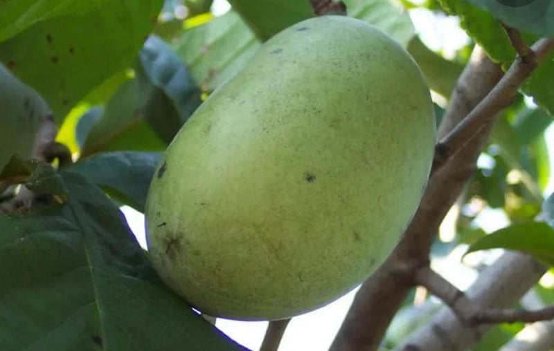 Wabash® Paw Paw - Raintree Nursery