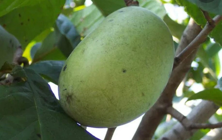Pawpaw Trees for Sale - Unique Fruit | Raintree Nursery