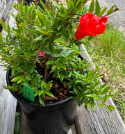 Sochi Dwarf Pomegranate-Fruit Trees-North Woods-1 Gallon Pot-