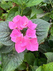 Tellers Blue Hydrangea-Ornamentals-Whitman-1 Gallon Pot-