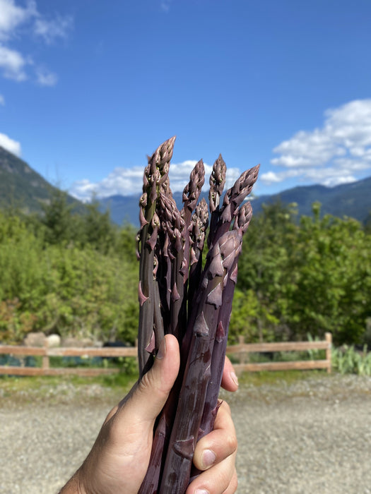 Sweet Purple Asparagus - Raintree Nursery