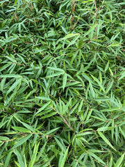 Fargesia nitida Bamboo-Ornamentals-Raintree Prop-1 Gallon Pot-