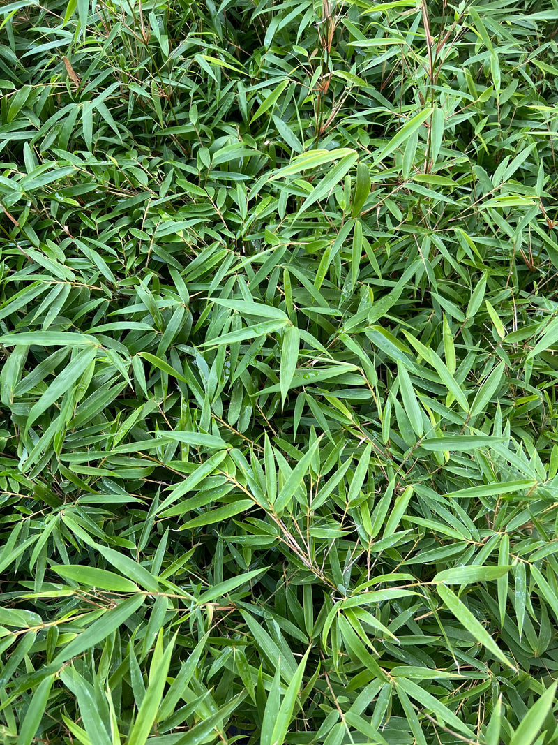 Fargesia nitida Bamboo-Ornamentals-Raintree Prop-1 Gallon Pot-