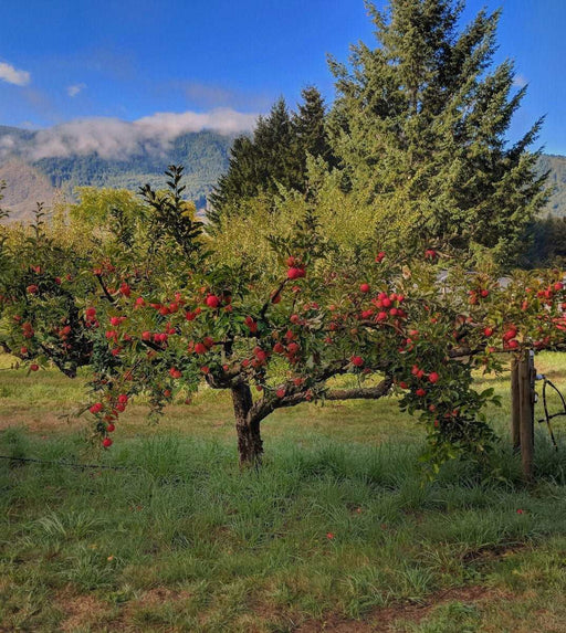 Zestar Apple - Raintree Nursery