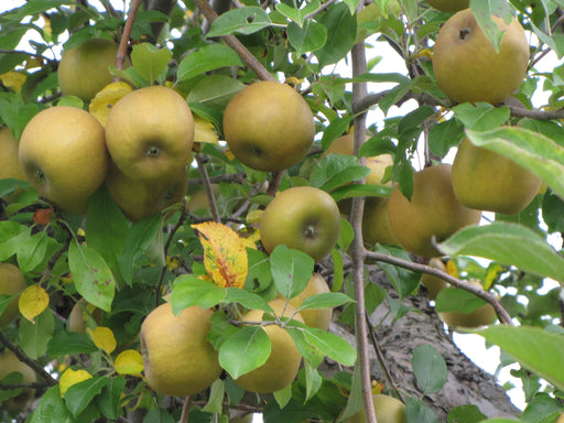 Roxbury Russet Apple-Fruit Trees-Biringer-Dwarf (4'-5')-