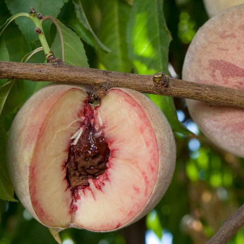Dutton Peach Donut Peach Trees | Good Food Easy To Grow | Raintree Nursery