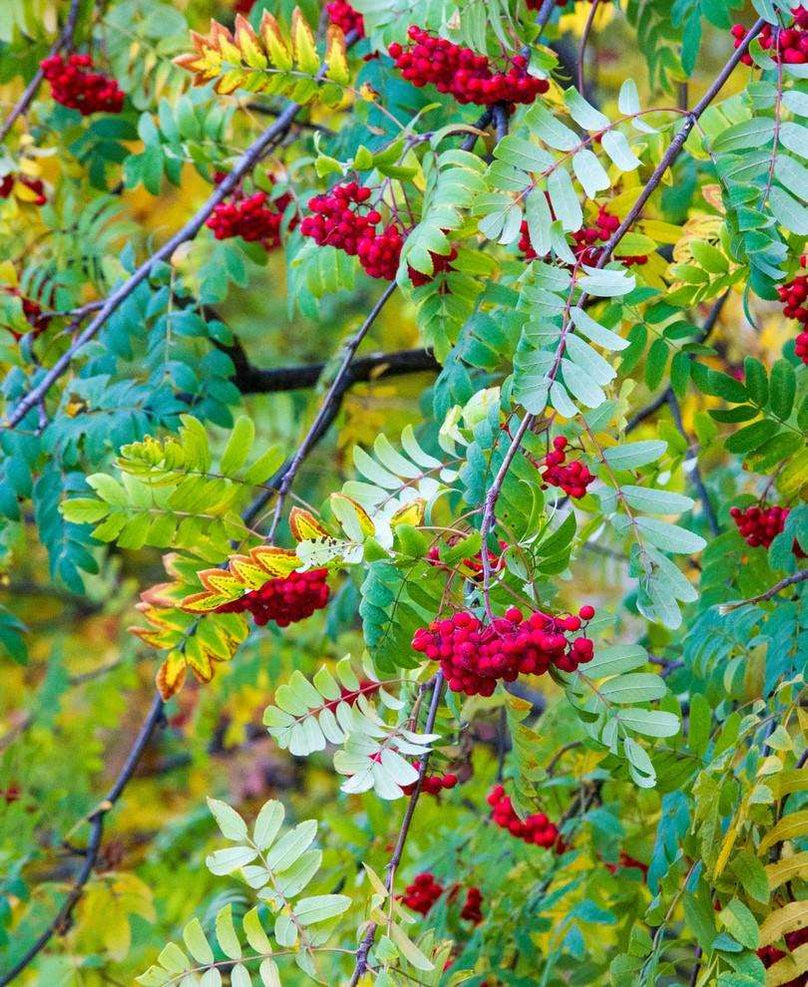 Ivan's Belle Mountain Ash — Raintree Nursery