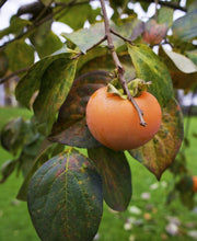 Izu Persimmon - Raintree Nursery