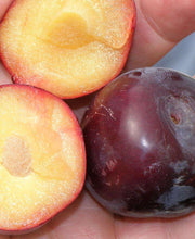 Kuban Delight Plum - Raintree Nursery
