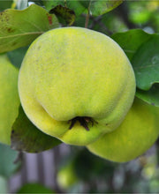 Karp's Sweet Quince - Raintree Nursery