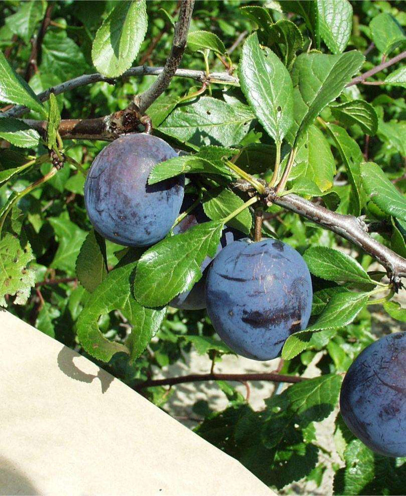 Kirke's Blue European Plum - Raintree Nursery