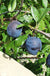 Kirke's Blue European Plum - Raintree Nursery
