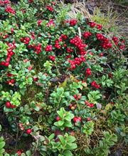 Arctic Blast Lingonberry Bundle (6 plants)-Raintree Nursery-Bundle-