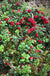 Arctic Blast Lingonberry Bundle (6 plants)-Raintree Nursery-Bundle-