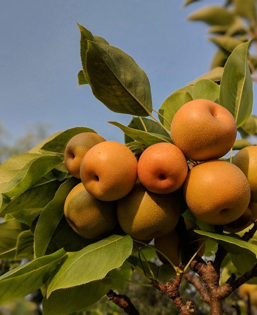 Kosui Asian Pear - Raintree Nursery